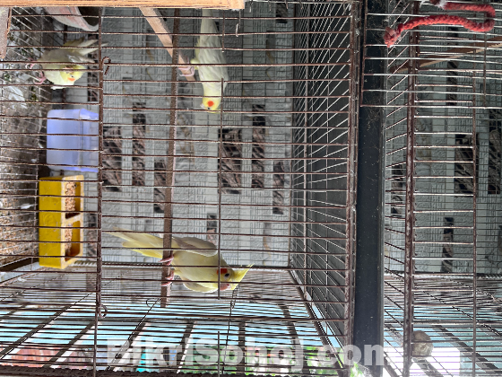 Lutino Running adult pair